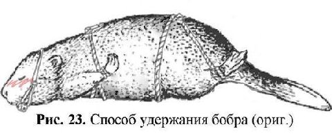 a Рис. 23. Способ удержания бобра (ориг.)