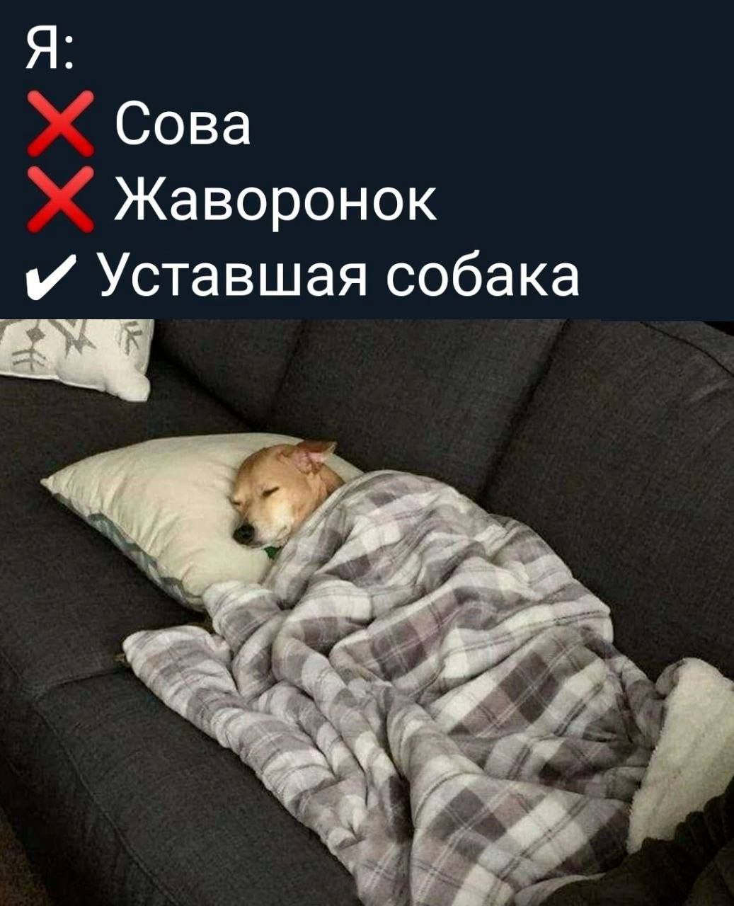 Я: Сова Жаворонок и Уставшая собака
