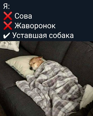 Я: Сова Жаворонок и Уставшая собака