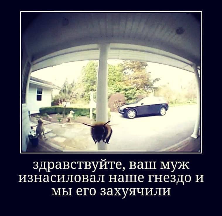 a здравствуйте, ваш муж изнасиловал наше гнездо и мы его захуячили