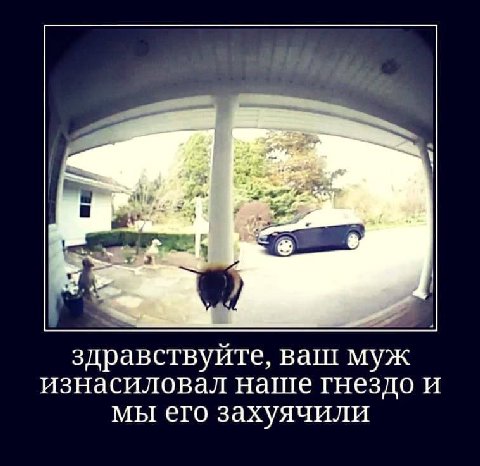 a здравствуйте, ваш муж изнасиловал наше гнездо и мы его захуячили
