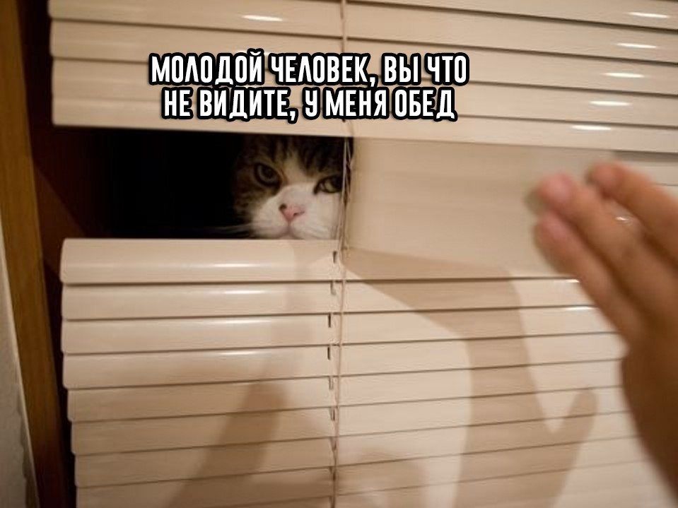 МОЛОДОЙ ЧЕЛОВЕК, ВЫ HE ВИДИТЕ, У МЕНЯ ОБЕД: