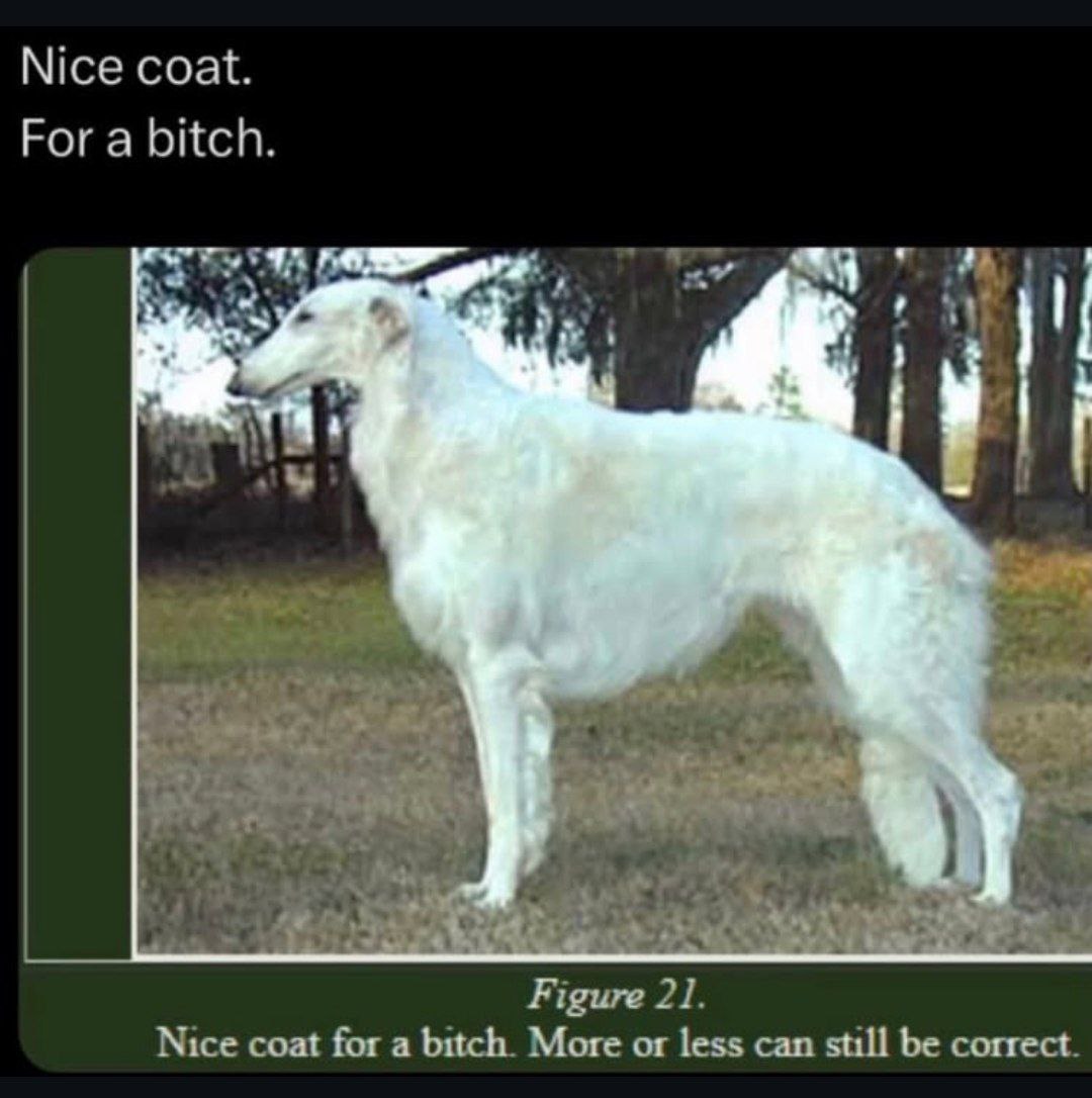 Nice coat. For a bitch. у 5 4 Figure 21. Nice coat for a bitch. More or less can still be correct.