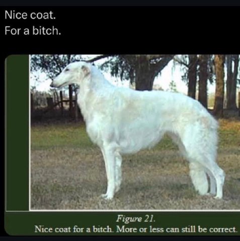 Nice coat. For a bitch. у 5 4 Figure 21. Nice coat for a bitch. More or less can still be correct.