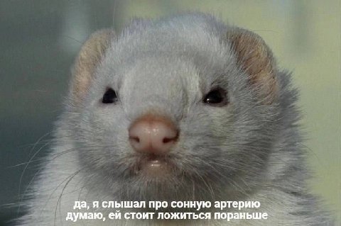 да, я слышал про сонную артерию думаю, стоит ложиться пораньше