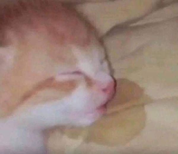 ‘San