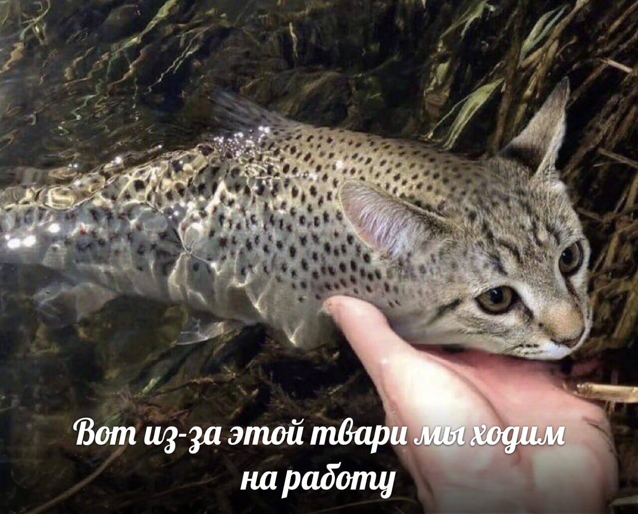 are К Вот из-за этой твари МЫХодим на padomy
