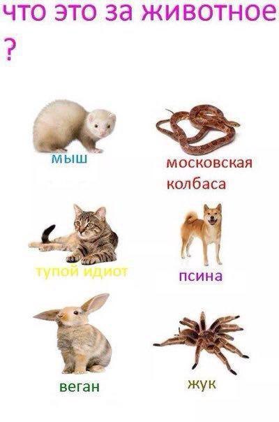 что это за животное мыш московская колбаса 4 псина Bera жук