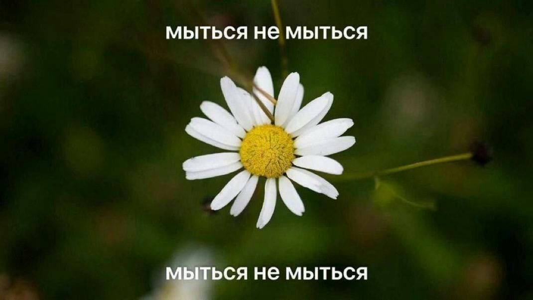 мыться не мыться мыться не мыться