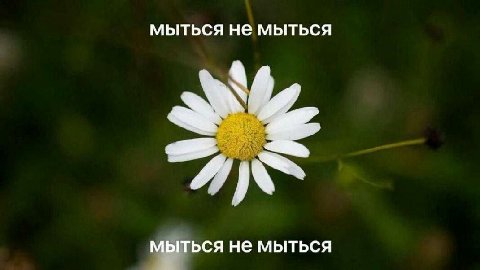 мыться не мыться мыться не мыться
