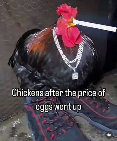 Chickens after the price of eggs went up