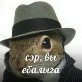 и сэр; Gut