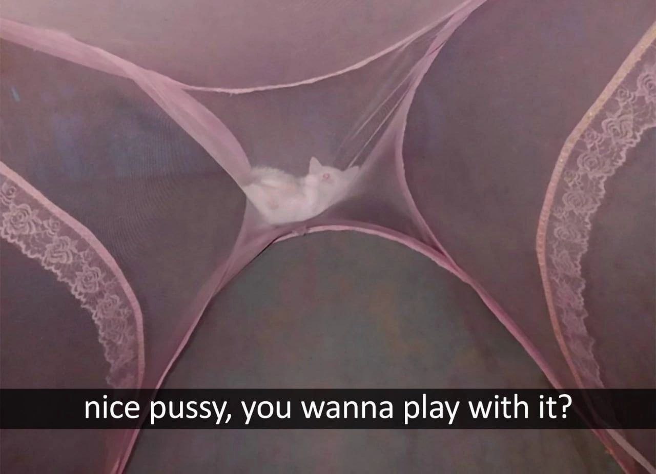 nice pussy, you wanna play with it?