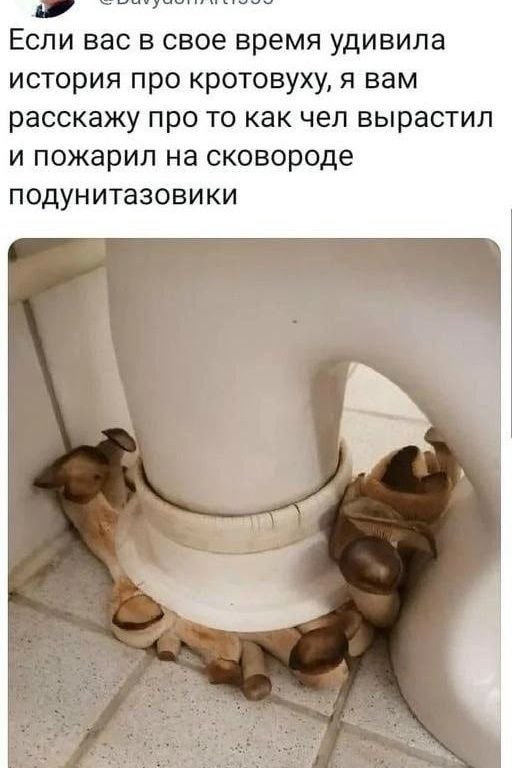 Если вас в свое время удивила история про кротовуху, я вам расскажу про то как чел вырастил и пожарил на сковороде подунитазовики