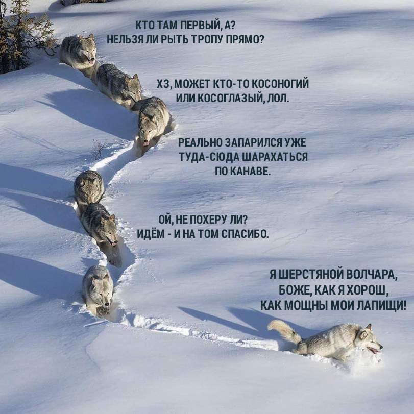 НЕЛЬЗЯ ЛИ РЫТЬ ТРОПУ ПРЯМО? МОЖЕТ КТО-ТО КОСОНОГИЙ ИЛИ КОСОГЛАЗЫЙ, ЛОЛ. РЕАЛЬНО ЗАПАРИЛСЯ УЖЕ ТУДА-СЮДА ШАРАХАТЬСЯ KAHABE. HE ПОХЕРУ ЛИ? 2 Sez ИНА ТОМ СПАСИБО. ЯШЕРСТЯНОЙ ВОЛЧАРА, БОЖЕ, КАКЯХОРОШ, КАК