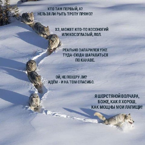 НЕЛЬЗЯ ЛИ РЫТЬ ТРОПУ ПРЯМО? МОЖЕТ КТО-ТО КОСОНОГИЙ ИЛИ КОСОГЛАЗЫЙ, ЛОЛ. РЕАЛЬНО ЗАПАРИЛСЯ УЖЕ ТУДА-СЮДА ШАРАХАТЬСЯ KAHABE. HE ПОХЕРУ ЛИ? 2 Sez ИНА ТОМ СПАСИБО. ЯШЕРСТЯНОЙ ВОЛЧАРА, БОЖЕ, КАКЯХОРОШ, КАК