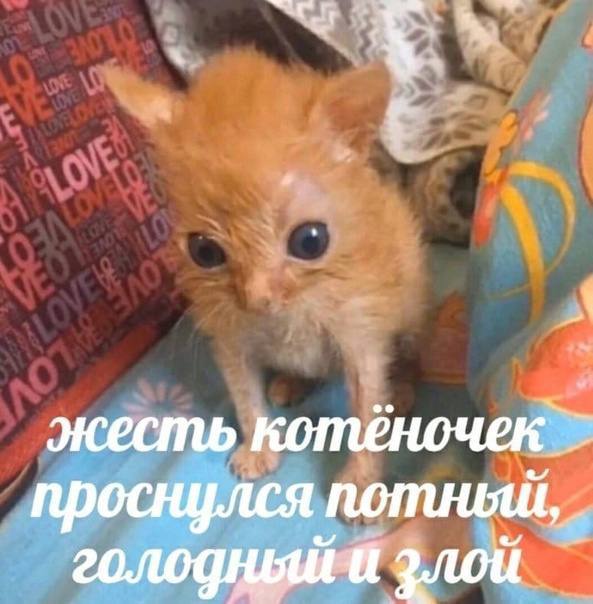 _1 проснулся потный, голодный злой
