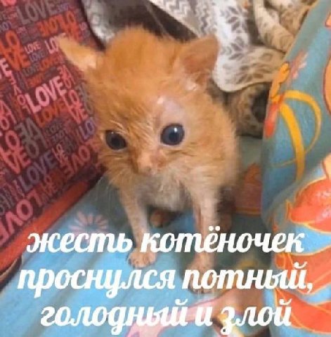 _1 проснулся потный, голодный злой