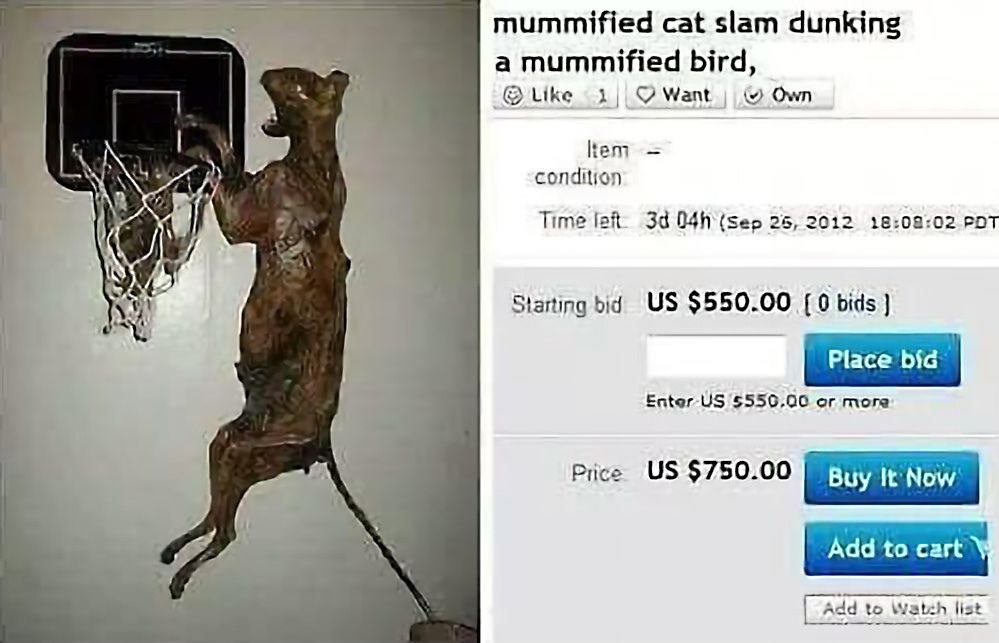 mummified cat slam dunking a mummified bird, Like Want Own tem condition Time left, (sep 26, 2012 18:08:02 РОТ Starting bid $550.00 [0 bids Place bic Enter 5550,00 or more $750.00