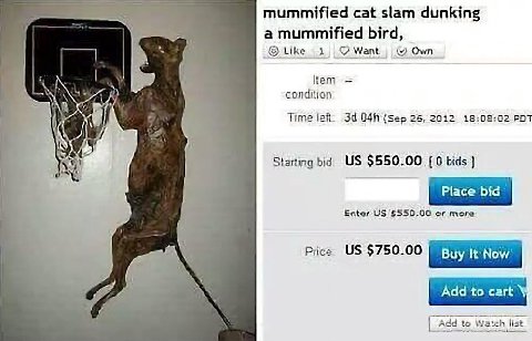 mummified cat slam dunking a mummified bird, Like Want Own tem condition Time left, (sep 26, 2012 18:08:02 РОТ Starting bid $550.00 [0 bids Place bic Enter 5550,00 or more $750.00