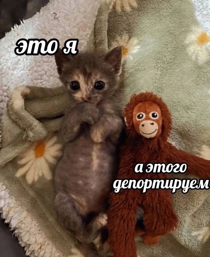 4 ЭТО Я у. 3 депортируем