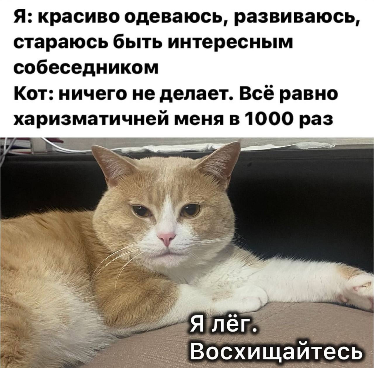 Я: красиво одеваюсь, развиваюсь, стараюсь быть интересным собеседником Кот: ничего не делает. Всё равно харизматичней меня в 1000 раз