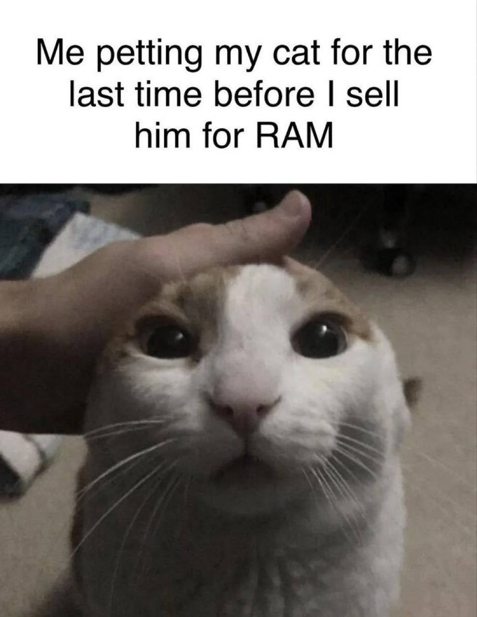 Me petting cat for the last time before sell him for RAM