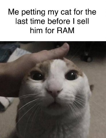 Me petting cat for the last time before sell him for RAM