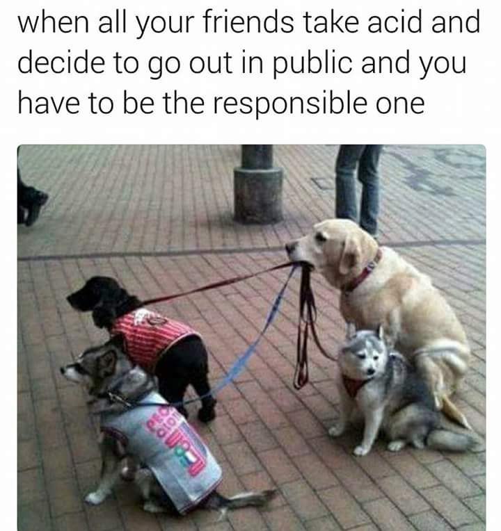 when all your friends take acid and decide to out In public and you have to be the responsible one