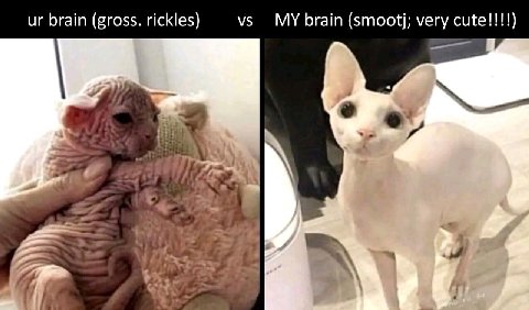 brain (gross. rickles) MY brain (smootj; very cute!!!!) a к