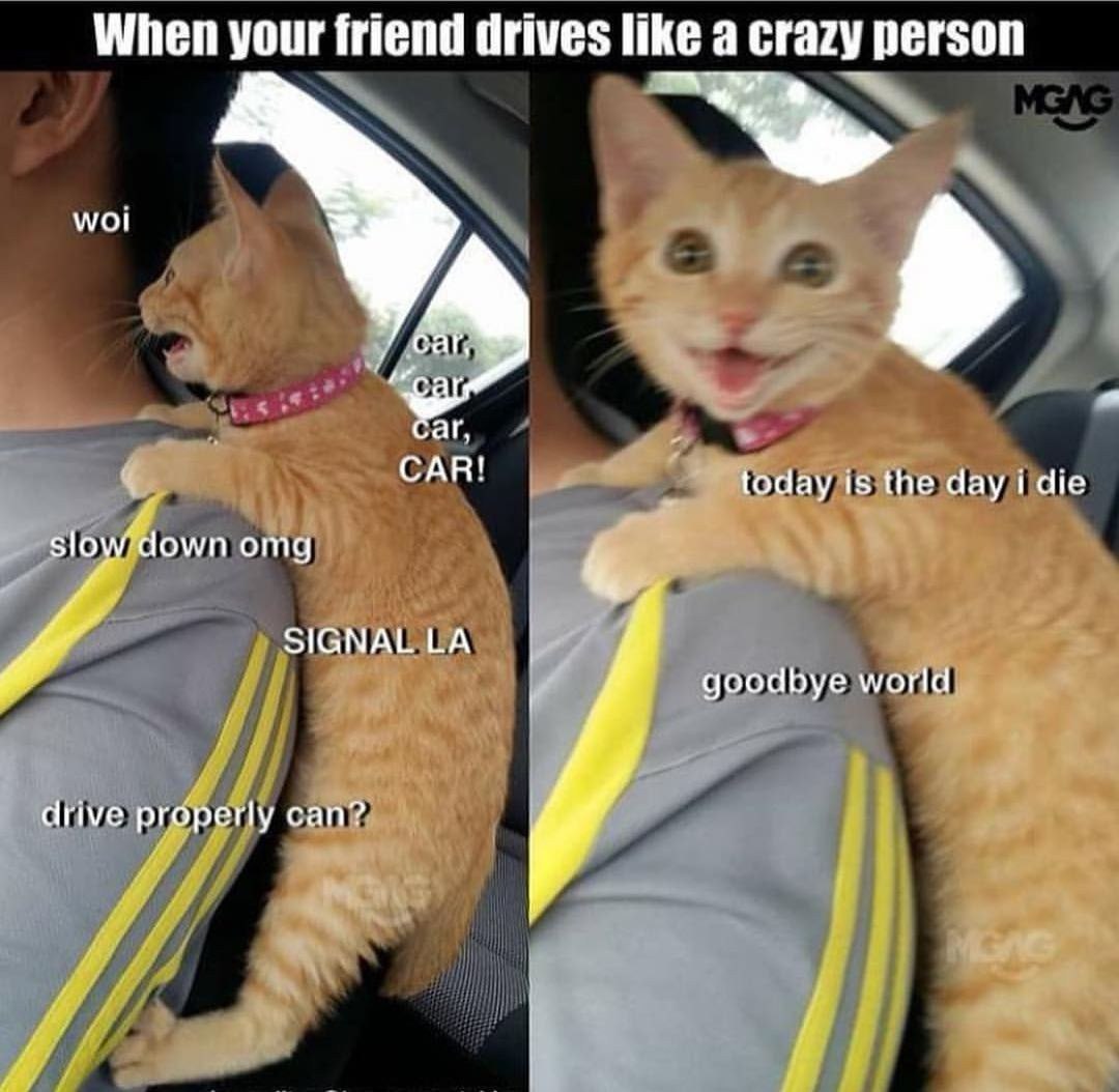 When your friend drives like а crazy person wol CAR! 4 today is the day idie slow/down omg SIGNAL goodbye world drive properly can?