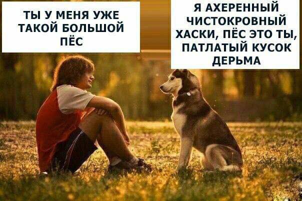 Я АХЕРЕННЫЙ ТЫ У МЕНЯ УЖЕ ЧИСТОКРОВНЫЙ ТАКОЙ БОЛЬШОЙ ХАСКИ, ПЁС ЭТО ТЫ, ПЁС ПАТЛАТЫЙ КУСОК ДЕРЬМА