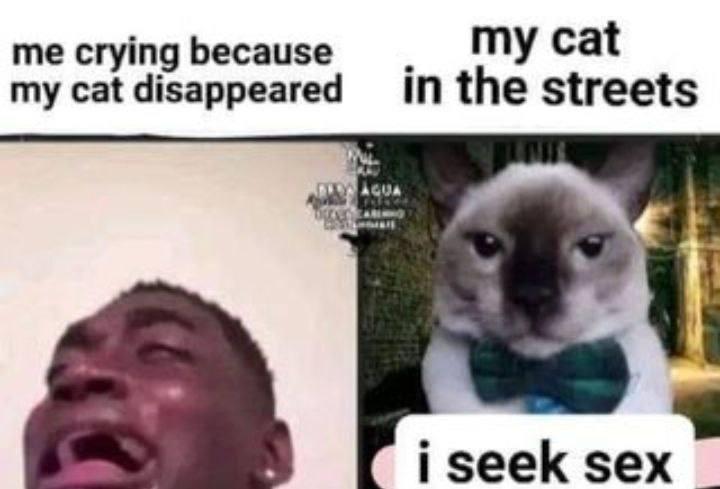 me crying because my cat my cat disappeared in the streets iseek sex