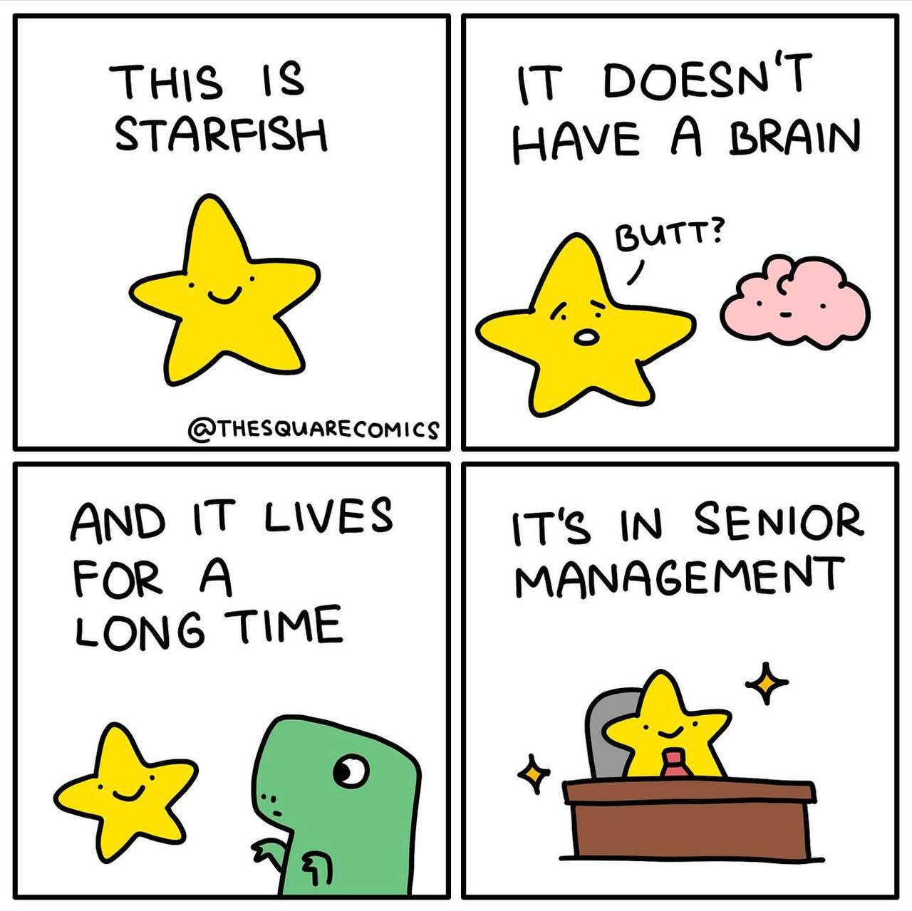 THIS IS DOESN'T STARFISH HAVE A BRAIN BUTT? @THESQUARECOMICS AND IT LIVES IT'S IN SENIOR FOR A MANAGEMENT LONG TIME