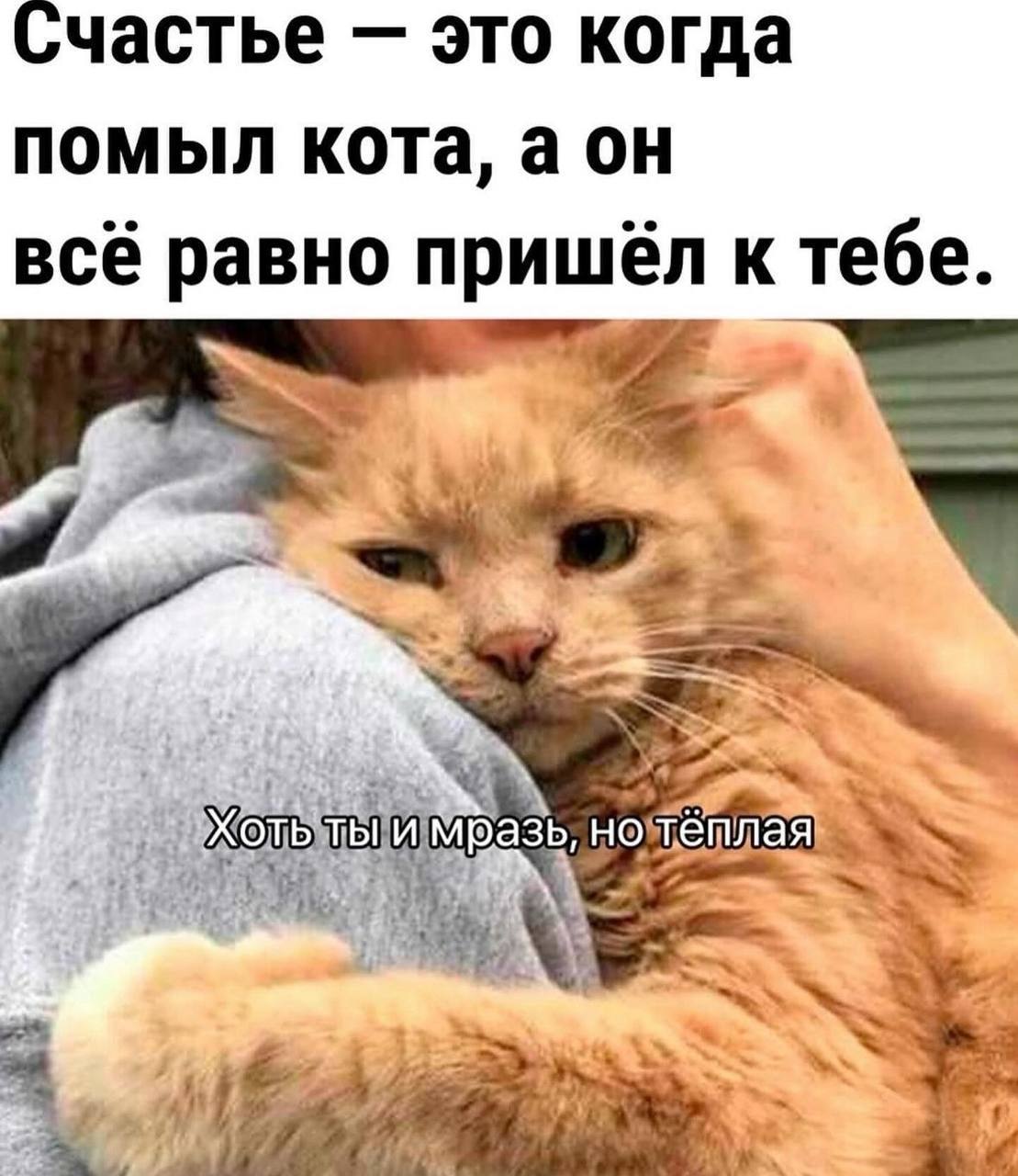 Счастье это когда помыл кота, a всё равно пришёл к тебе. лая if