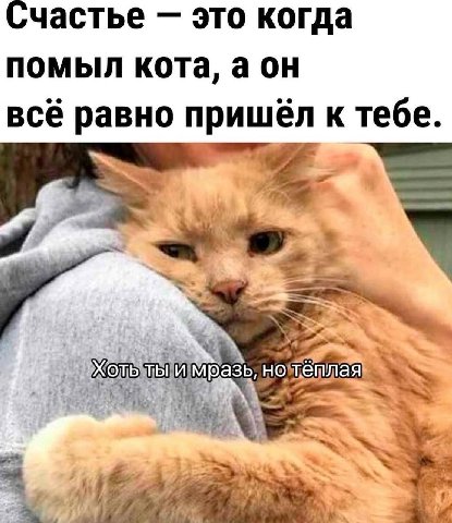 Счастье это когда помыл кота, a всё равно пришёл к тебе. лая if