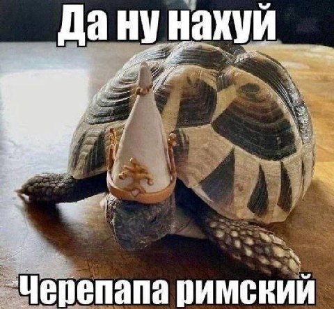 Дану 4 `Черепапа римский