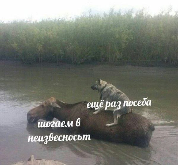 ещё раз посеба шогаем 6 неизвесносьт