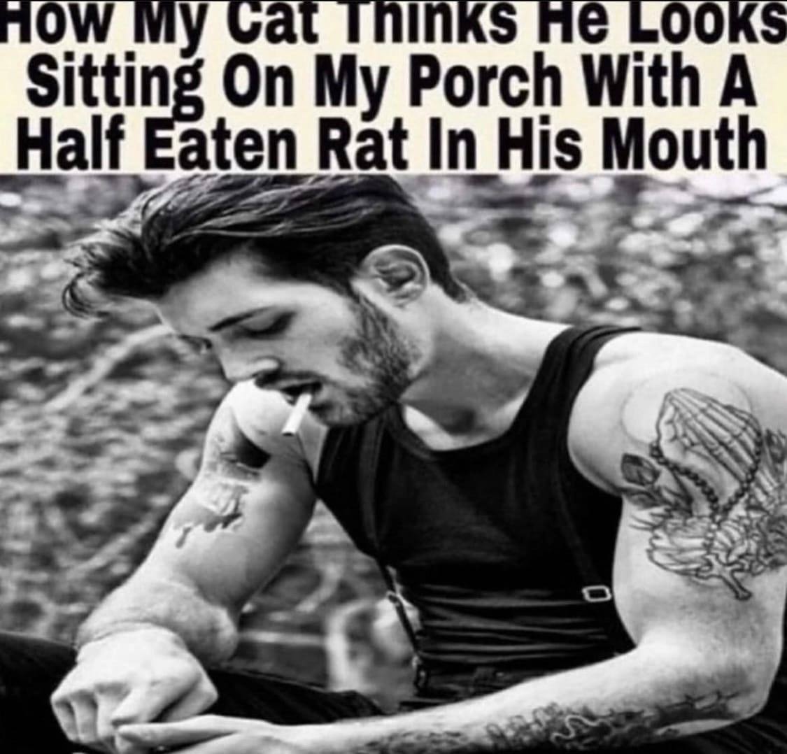 AOW у LOOKS a a a Sitting On My Porch With A Half Eaten Rat In His Mouth