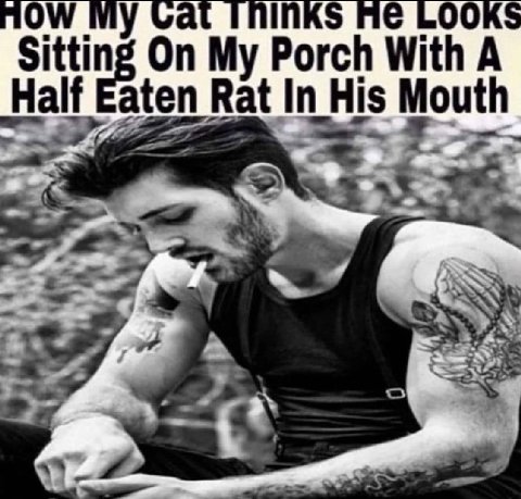 AOW у LOOKS a a a Sitting On My Porch With A Half Eaten Rat In His Mouth