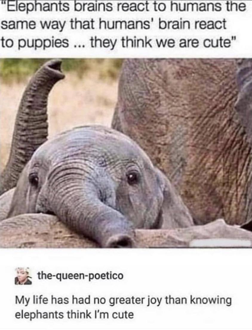 🥹🐘