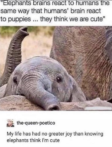 🥹🐘