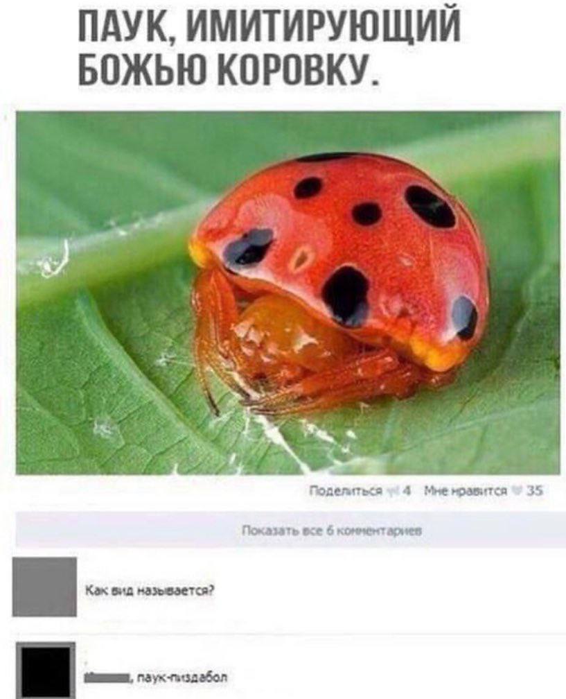 ПАУК, ИМИТИРУЮЩИЙ БОЖЬЮ КОРОВКУ. We Поделиться 4 Мненфавитса 35 Показать 6 комментариев