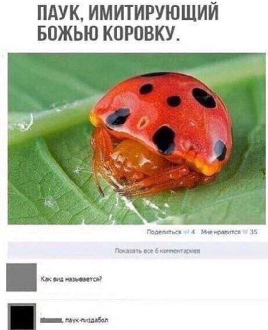 ПАУК, ИМИТИРУЮЩИЙ БОЖЬЮ КОРОВКУ. We Поделиться 4 Мненфавитса 35 Показать 6 комментариев