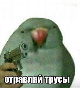 трусы