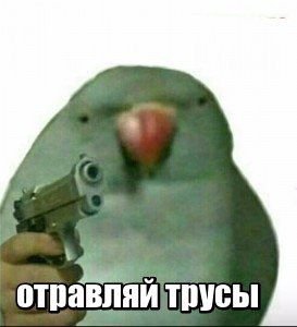 трусы