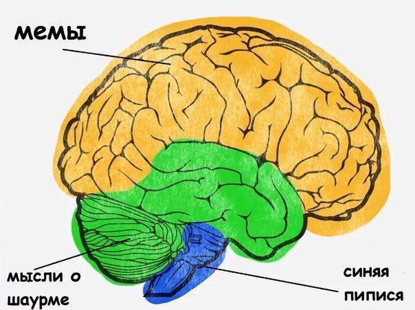 мемы aS мысли о синяя шаурме nunuca