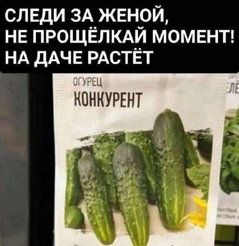 СЛЕДИ ЗА ЖЕНОЙ, НЕ ПРОЩЁЛКАЙ МОМЕНТ! НА ДАЧЕ РАСТЁТ ОГУРЕЦ КОНКУРЕНТ 4