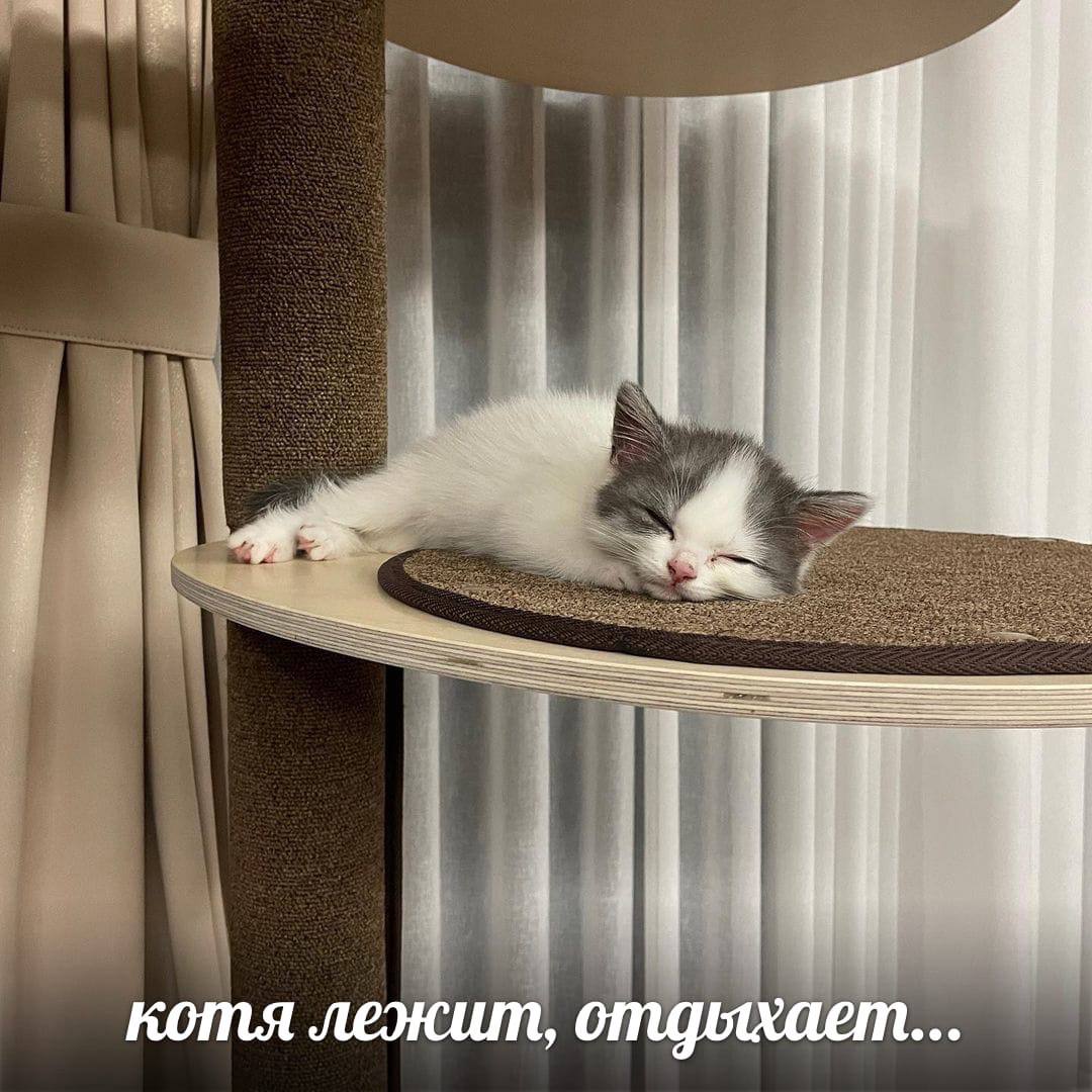 котя отдыхает...